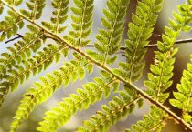 请问斑鸠叶是什么植物