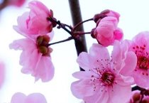 八仙花繁殖管理