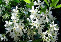 羊肚菌栽培技术