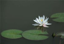 水生植物冬季怎么管理 养护要点有哪些？