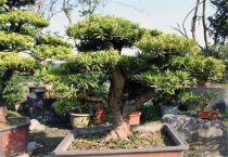 香菇的段木栽培--人工接种