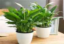 仙客来的栽培技术