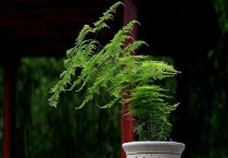 孔雀竹芋形态特征