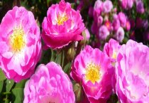 特禽普通疾病:鸵鸟白肌病