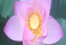 胆小兔子饲养注意事项