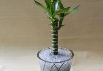 请问观音竹叶子发黄怎么办？