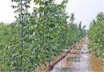 大豆霜霉病的识别与防治技术 大豆霜霉病的识别与防治技术