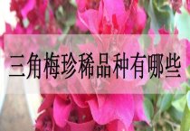 “金叶女贞”扦插提高成活率