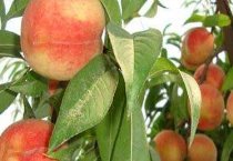 蛋鸡冬季保持高产技术要点