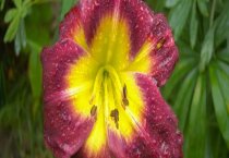 蔬菜施入生物菌肥有邢些具体环节？