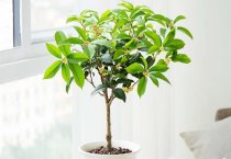 茯苓（tuckahoe）