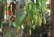 白兰花烂根怎么办（补救方法有哪些）