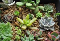 大棚蘑菇秋季生产中应注意的几个问题