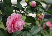 油菜新品种浙油18