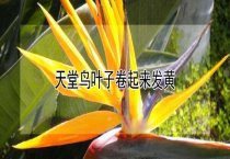 请问天堂鸟叶子卷起来发黄