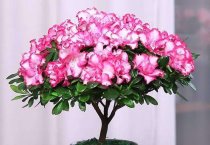杂交芝麻新组合――皖杂芝0176 杂交芝麻新组合――皖杂芝0176