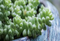 请问多肉的养殖方法和浇水