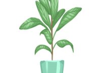 请问玉米催芽坐水播种把三关