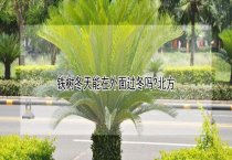 用中医中药治鸽病效果好