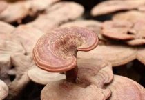 蘑菇病虫害的几种防治方法