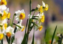 绿壳蛋鸡有何生活习性