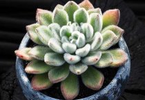 家养盆栽锦司晃怎么种?土壤等要点