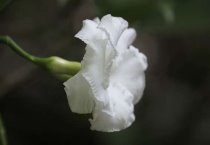 香菇柄制作菇松的方法