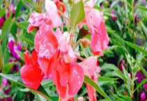 富贵竹繁殖和栽培技术