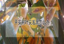 提高藏獒毛量的方法