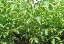 容易秋发的牡丹品种：飞燕红妆