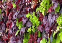 夏季怎样管理好兰花