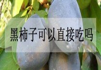 黑芝麻新品种---中芝9号