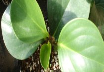 芦荟和吊兰的养殖