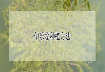 伊乐藻种植多久？