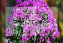 鹌鹑石灰脚病的防治方法