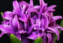 提高蛋鸡饮水免疫效果的综合措施