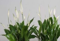 梅花黄褐天幕毛虫的防治 梅花黄褐天幕毛虫的防治