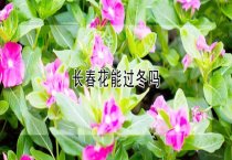 注意洋香瓜枯萎病 注意洋香瓜枯萎病