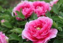 蛋鸡产蛋高峰期后咋管理