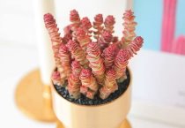 牛人工授精的液氮罐、液氮、冻精的使用和管理