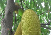 新疆新和县开展科技培训（确保果农持续增产增收）