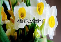 请问水仙花怎么修剪叶子