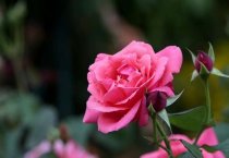 花卉仙客来的栽培技术