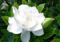 防治天竺葵细菌性叶斑病 防治天竺葵细菌性叶斑病