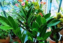 油菜缺硼症状和预防措施