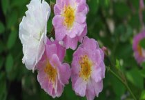 蚯蚓的生活习性主要有哪些？