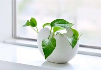 请问大蒜油常用指标