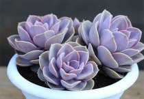 棉花的种子越冬贮藏