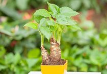 夏季空闲地快种木耳菜