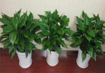 花椰菜散花原因是什么（花椰菜养殖方法总结）